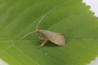 Nematopogon swammerdamella