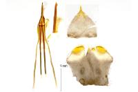 Nematopogon swammerdamella