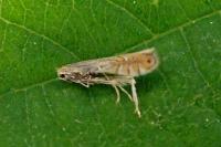 Phyllonorycter quercifoliella