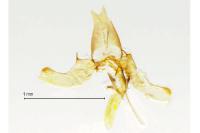 Phyllonorycter quercifoliella