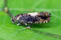 Pammene albuginana