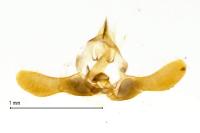 Pammene albuginana