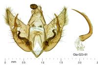 Depressaria albipunctella