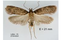 Depressaria albipunctella