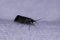Adela reaumurella