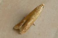 Tischeria