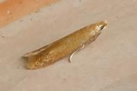 Tischeria
