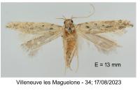 Parapodia sinaica