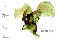 Cosmopterix lienigiella