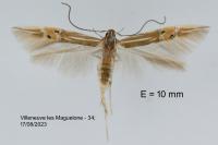 Cosmopterix lienigiella