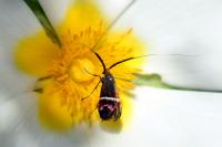 Adela australis