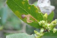 Rosetea rosetella