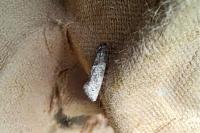 Phaneta pauperana