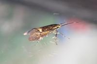 Esperia sulphurella