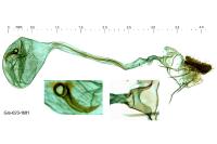 Clepsis pallidana