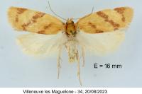 Clepsis pallidana