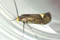 Esperia sulphurella