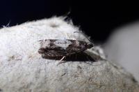 Epinotia immundana