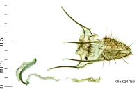 Zelleria hepariella