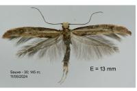 Zelleria hepariella