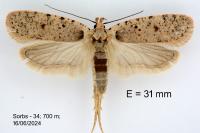 Agonopterix adspersella