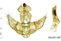 Agonopterix adspersella