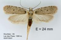 Agonopterix adspersella