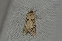 Diurnea fagella
