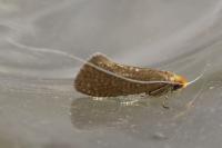 Nematopogon adansoniella