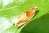 Ancylis mitterbacheriana
