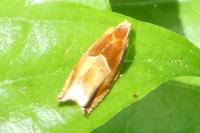 Ancylis mitterbacheriana