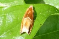 Ancylis mitterbacheriana