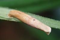 Coleophora lithargyrinella