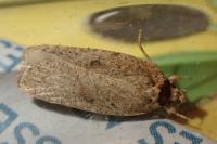 Agonopterix scopariella
