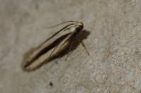 Mirificarma interrupta