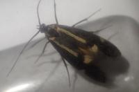 Esperia sulphurella