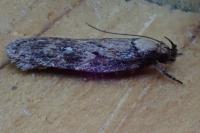 Depressaria