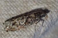 Epinotia immundana