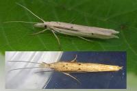 Ypsolopha mucronella