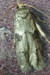 Blastobasis glandulella