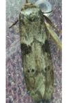 Blastobasis glandulella