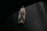 Ancylis laetana