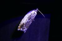 Ancylis laetana