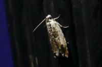 Ancylis laetana