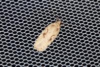 Agonopterix ocellana