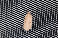 Agonopterix
