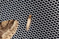 Incurvaria koerneriella