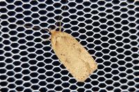 Agonopterix scopariella
