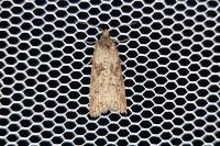 Cnephasia