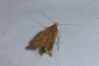 Helcystogramma triannulella